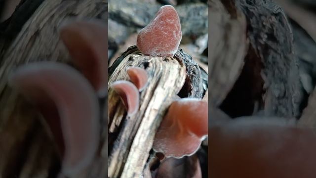 Auricularia @kabz farm ??? смотреть онлайн