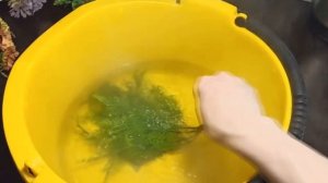 Как отпарить искусственные цветы за 5 секунд