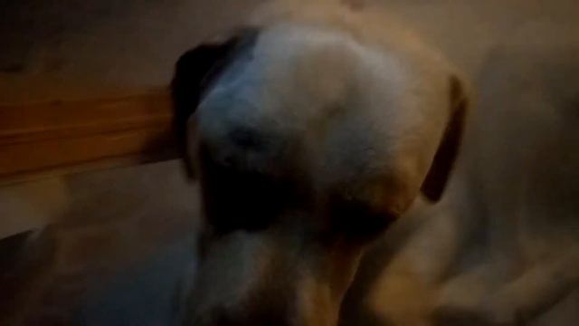 Мою сабаку загрызли// поддержите его🐶🐩🐕🐾 смотреть онлайн