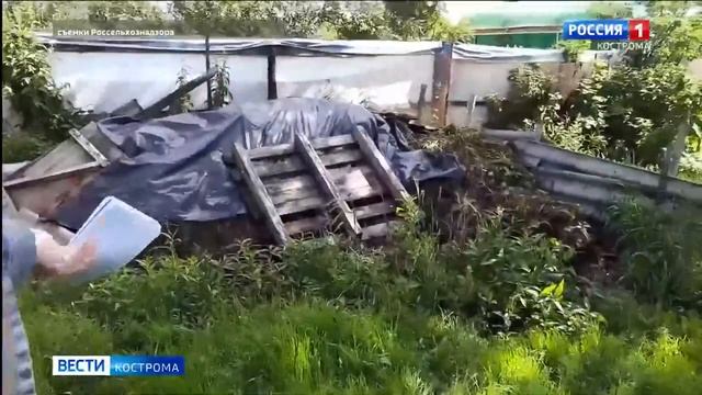 Костромичи жалуются на содержание сельскохозяйственных животных и птицы смотреть онлайн