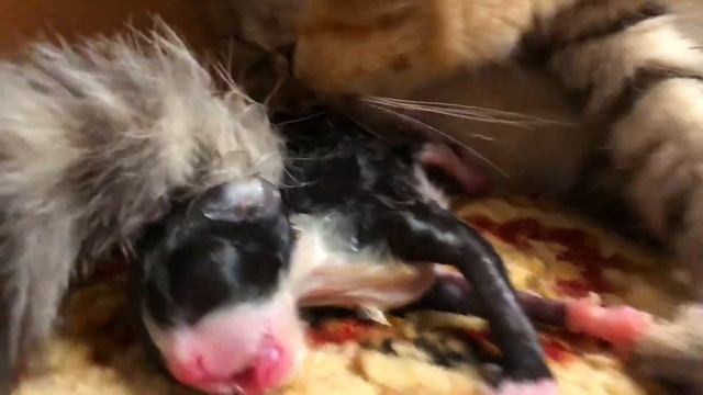 Как моя кошка родила котят/мои котята смотреть онлайн