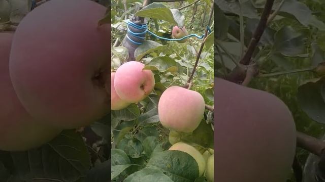Ред Фри . смотреть онлайн
