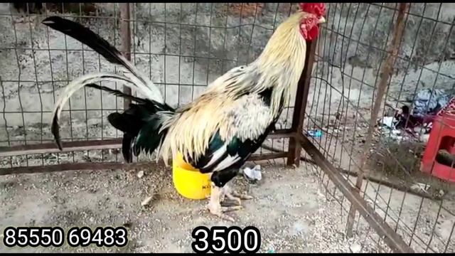 Aseel java murga? for sale{Contact number8555069483} Location talab katta Hyd ?#aseel#forsale смотреть онлайн