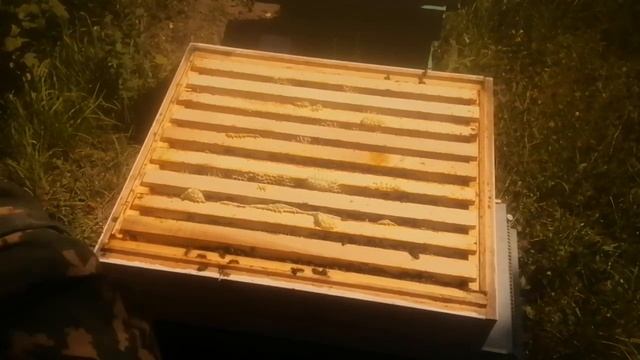 Забираю магазиные рамки для откачки мёда смотреть онлайн