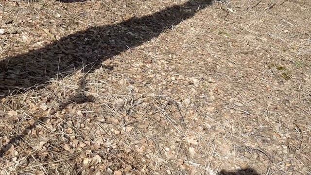 Обзор Металлодетектора - Терминатор Про от мастера - Dendetect. смотреть онлайн