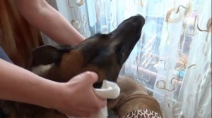 Немецкая овчарка в квартире