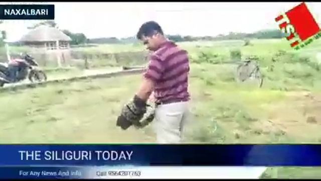 Naxalbari: 8 feet long python found in Keshtopur; sensation spread in the area смотреть онлайн