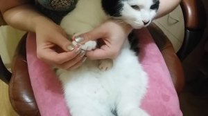 Антицарапки для кошек как одевать✅ Инструкция✅ Секреты ✅Отзывы