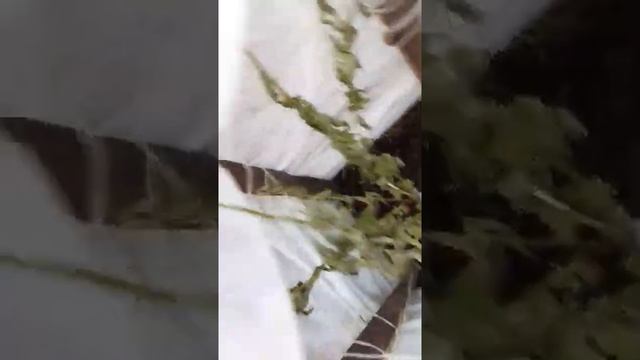 персик Посол Мира с интернет магазина Питомник Роз, 10 дней от посадки смотреть онлайн