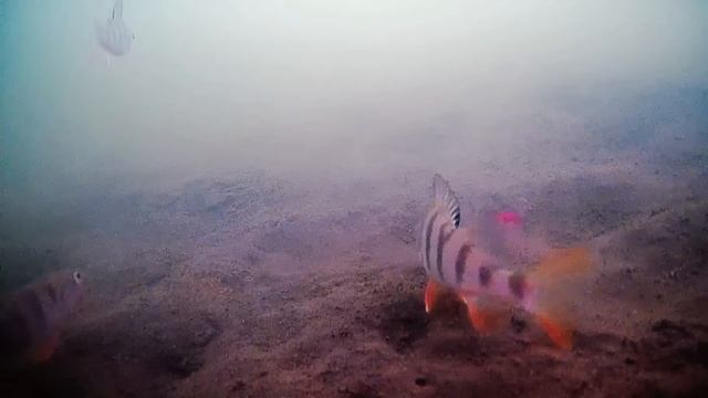 ПЕРВЫЙ ЛЕД 2023-2024!НАЛОВИЛ КУЧУ ОКУНЕЙ!ПОДВОДНАЯ СЪЕМКА смотреть онлайн