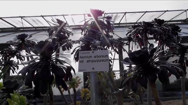 Aeonium Arboreum Var. Atropurpureum: Black Tree Aeonium - A Genus Of Succulent Plants