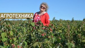 Агротехника выращивания малины и ежевики. Тульская ягодная компания
