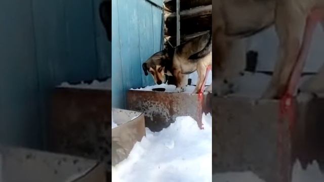 Когда у собаки течка смотреть онлайн