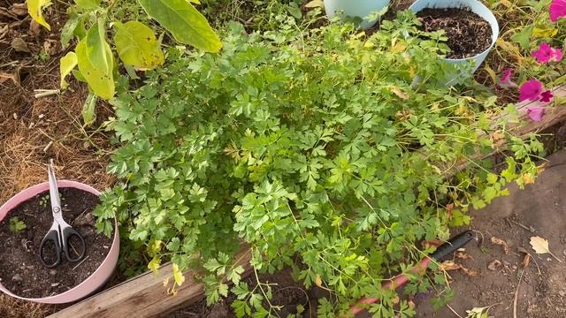 08.10.22 чеснок мульчирую, убираю теплицу и морковь сушу смотреть онлайн