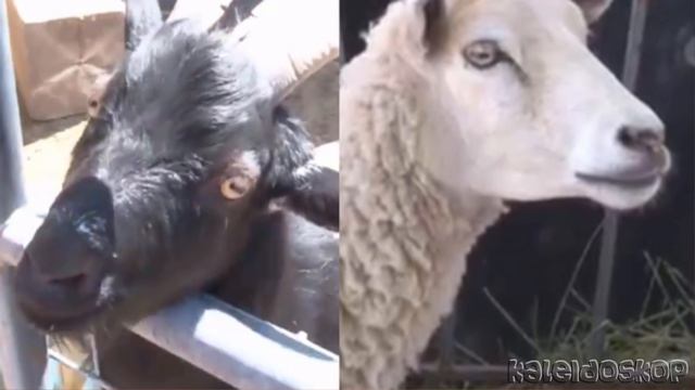 Базл или Geep - Гибрид козы и барана. смотреть онлайн