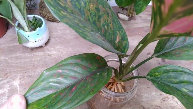 #Aglaonemavermelha AGLAONEMA RED na água. смотреть онлайн