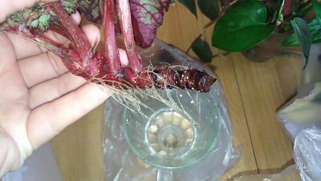 Обзор комнатных растений. И черенки уже дали корни. смотреть онлайн