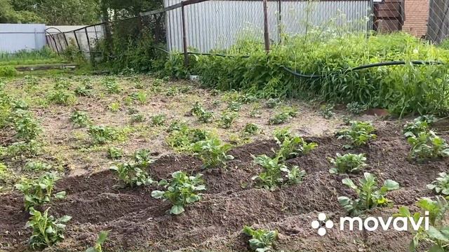 Получили яйцо Гусей Линда тяжелой отцовской линии/ Работа кипит смотреть онлайн