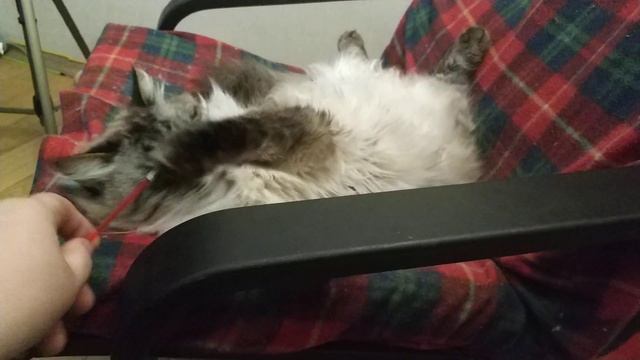 кот боится щекотки/ Невская маскарадная порода смотреть онлайн