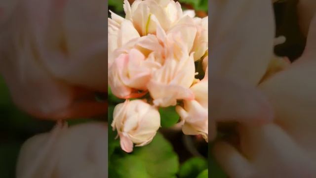 192. 데니스 제라늄. Denise Geranium смотреть онлайн