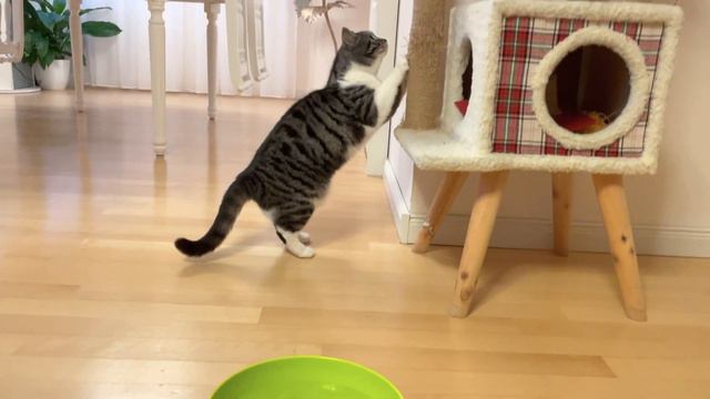 Кошка и монстры 🤣 #Рока-Фоня #весёлые кошки смотреть онлайн