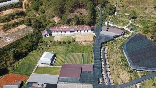 Ферма по производству кофе Лювак во Вьетнаме смотреть онлайн