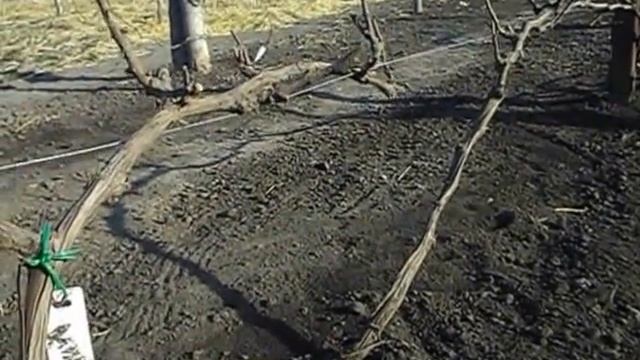 Виноградник. Малинник. 11.04.2015. смотреть онлайн