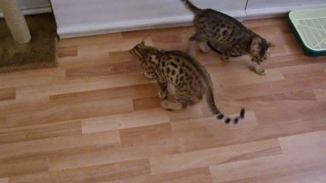 Бенгальские котята 2 смотреть онлайн