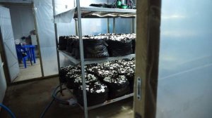 Выращивание шампиньонов | Как это работает | Урожай грибов | Компост 3 фазы