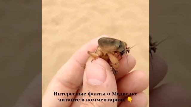 Медведка - Крот среди насекомых! смотреть онлайн