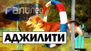 Галилео | 0111 🐕 Аджилити