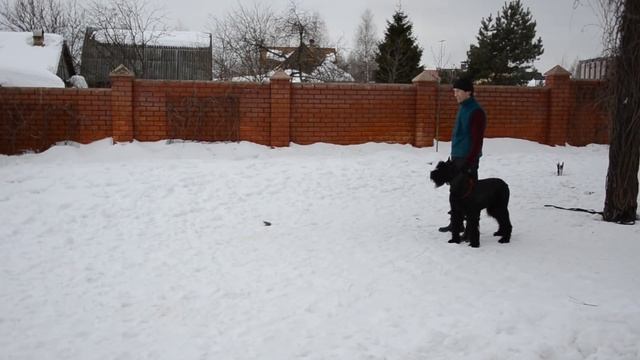 Ризеншнауцер Малям, работа против двоих смотреть онлайн