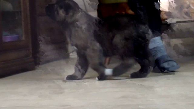 щенки американской акиты от 17.10.23 смотреть онлайн