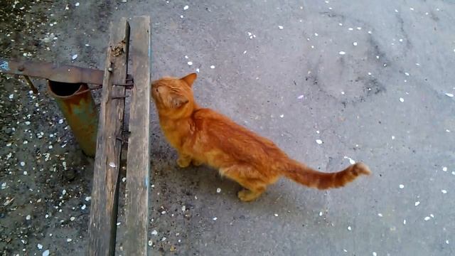 Video recording in the camera GSMART RIO R1(снято камерой смартфона) смотреть онлайн