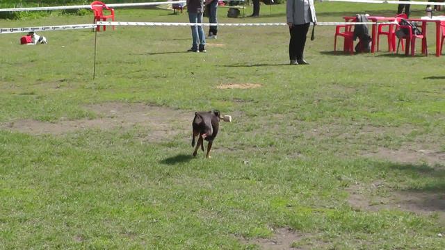 Чемпионат Москвы 2015 г. по ОКД и ЗКС. смотреть онлайн