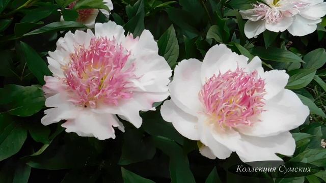 Пион Do Tell (Ду Телл) смотреть онлайн