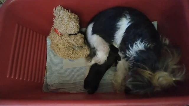 Стрим/Готовим Суп С Щавелем/Готовит Доча! смотреть онлайн