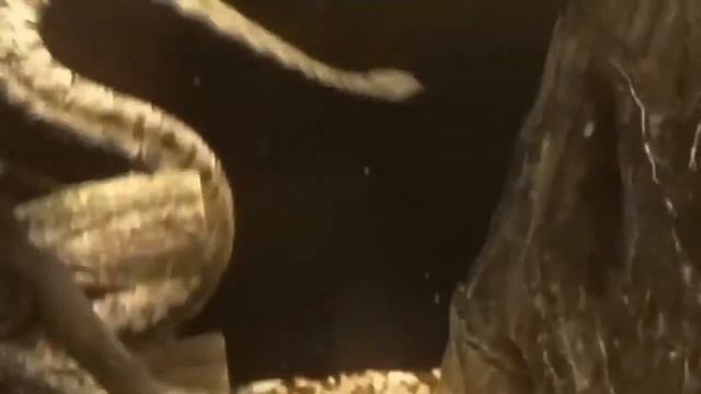 топ необычных змей смотреть онлайн