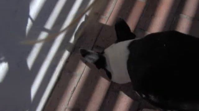 Wanted Boston Terrier смотреть онлайн