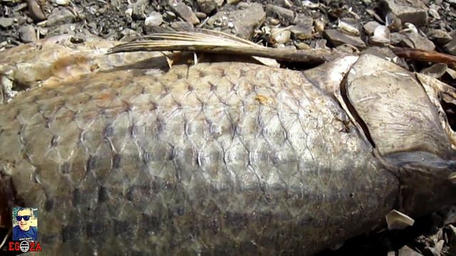 Обзор водохранилища Амур с опарышами смотреть онлайн