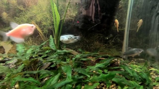 Экзотические аквариумные рыбки.Каламоихт Калабарский смотреть онлайн