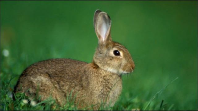 А.П. Чехов "Басня" смотреть онлайн