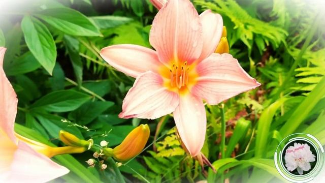 Уход за лилейниками в апреле / Лилейники смотреть онлайн