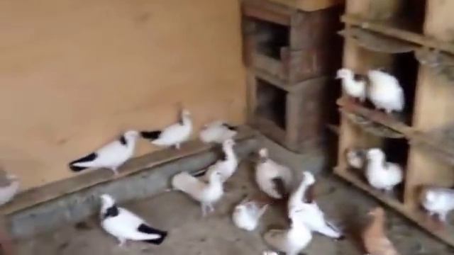Pigeons.Голуби (Бакинские Голуби ( Владимир г.Пятигорск )) смотреть онлайн