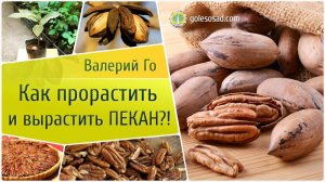 Как прорастить и вырастить орех пекан?!