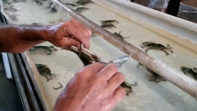How SOFT SHELL CRABS are MADE! **Crab Pond** смотреть онлайн