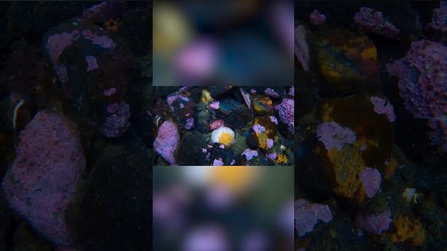 Голотурии на подводном банкете смотреть онлайн