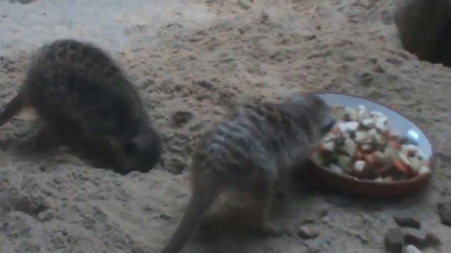 Зоо Берлин 2010 3ч смотреть онлайн