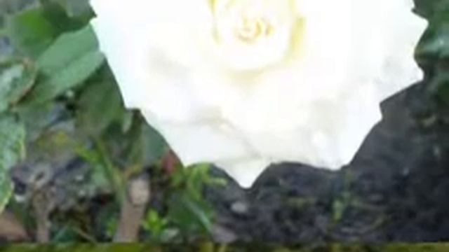 Мои розы смотреть онлайн