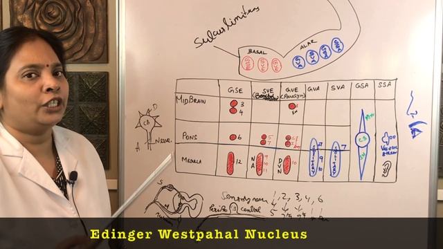 Head & Neck - Introduction to Cranial Nerves (Nuclei) GROSS ANATOMY CLASS -1 смотреть онлайн